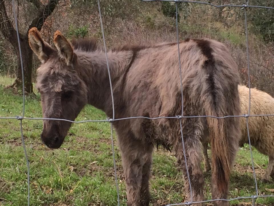 Podere Cortesi Molinaccio Séjour à la ferme